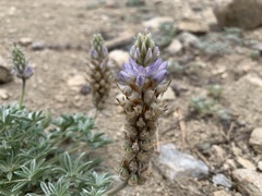 Lupinus lepidus