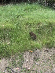 Tachyglossus aculeatus setosus