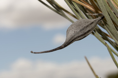 Grevillea hookeriana