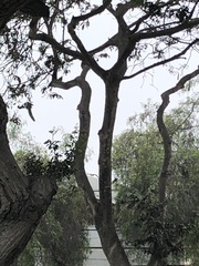 Parabuteo unicinctus