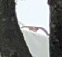 Parabuteo unicinctus