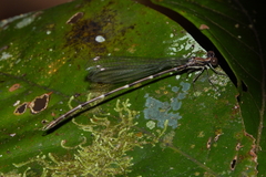 Chorismagrion risi