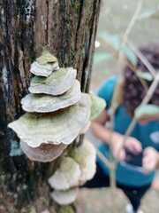 Trametes modesta