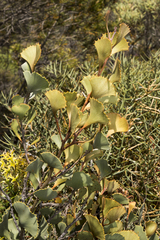 Hakea flabellifolia