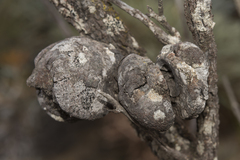 Hakea pandanicarpa