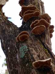 Trametes modesta