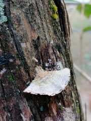 Trametes modesta