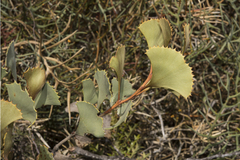 Hakea flabellifolia