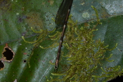 Chorismagrion risi