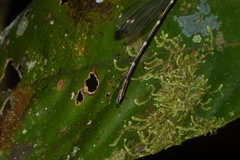 Chorismagrion risi