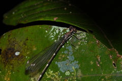 Chorismagrion risi