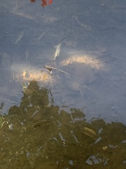 Sarotherodon melanotheron