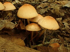 Marasmius cohaerens