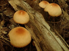 Marasmius cohaerens