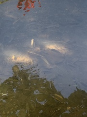 Sarotherodon melanotheron