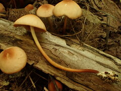 Marasmius cohaerens