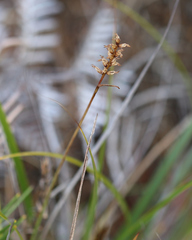 Genoplesium pumilum