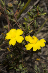 Hibbertia gracilipes