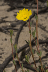 Hibbertia gracilipes