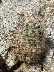 Mammillaria tetrancistra
