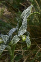 Chloraea magellanica