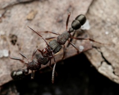 Rhytidoponera tasmaniensis