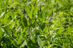 Orbexilum onobrychis