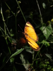 Tegosa