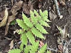 Osmunda claytoniana