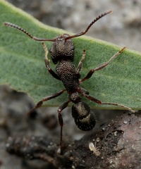 Rhytidoponera tasmaniensis