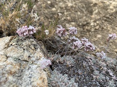 Eriogonum kennedyi austromontanum