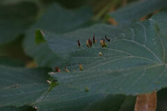 Eriophyes tiliae