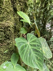 Philodendron verrucosum