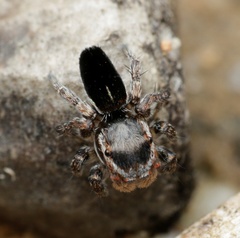 Maratus proszynskii