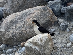 Daptrius albogularis