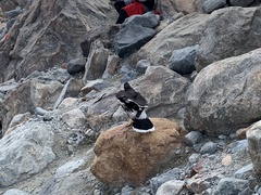 Daptrius albogularis