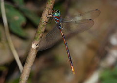Dromaeschna weiskei