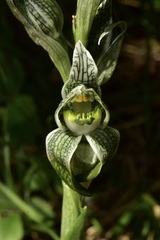 Chloraea magellanica