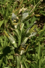 Chloraea magellanica