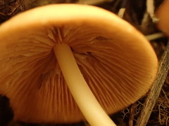 Marasmius cohaerens