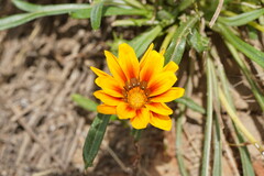 Gazania × splendens