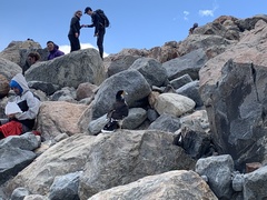 Daptrius albogularis