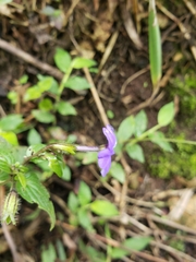 Browallia americana
