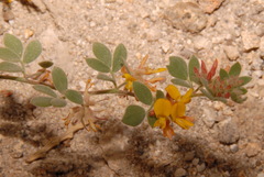 Acmispon decumbens decumbens