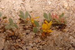 Acmispon decumbens decumbens