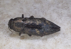 Buprestidae