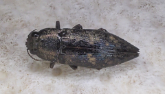 Buprestidae