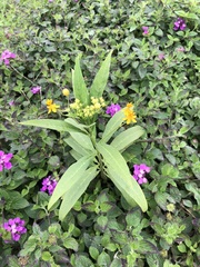 Asclepias curassavica