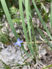 Wahlenbergia gracilenta