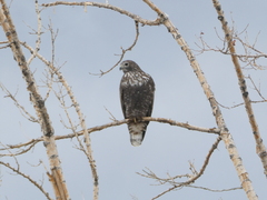 Buteo jamaicensis harlani